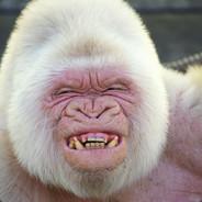 Bananas's Stream profile image