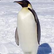 Bloup's - Steam avatar