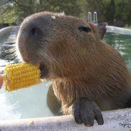 Capybara's - Steam avatar