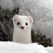 CStoat's Stream profile image
