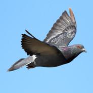 RockDove's - Steam avatar