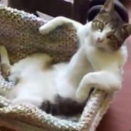 evilcat's Stream profile image