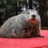 Punxsutawney Phil's Stream profile image