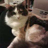 Ngie's Stream profile image
