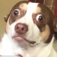 Dronald's Stream profile image