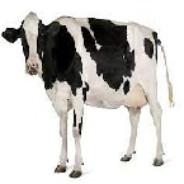 The cow's Stream profile image