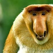 affelaffe's Stream profile image