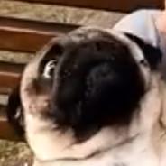 Alectrick's Stream profile image