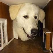 dog's Stream profile image