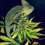 Gatopaipilla's Stream profile image