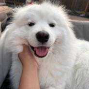 Masz's Stream profile image