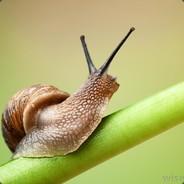 tolo530's Stream profile image