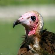 Charoman's Stream profile image