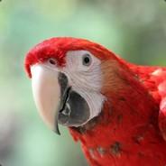 Guacamayo's Stream profile image