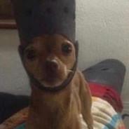Rocco's Stream profile image