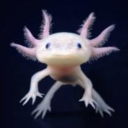 alwenxolotl-'s Stream profile image