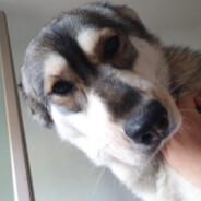 Kali the doggy dawg's Stream profile image