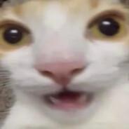 Senvixe's Stream profile image