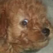 海綿體脫臼's Stream profile image