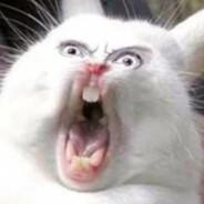 Ronaldspiers's Stream profile image
