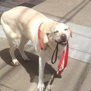 dog haven's - Steam avatar