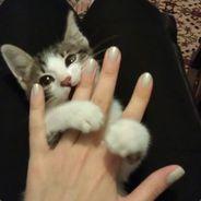 Bezukhov's Stream profile image