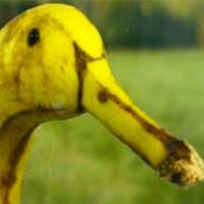 DuckFacts's Stream profile image