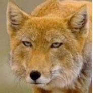 Mobbert's Stream profile image
