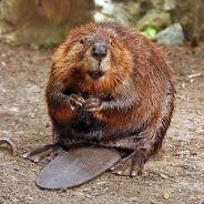 Grashnek's Stream profile image