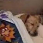 FRECHA's Stream profile image