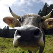 Muuh's Stream profile image