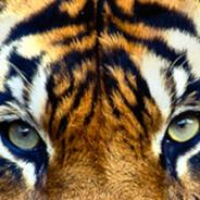 graceheidenreich2008's Stream profile image