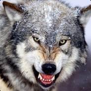 nimashojaei's Stream profile image