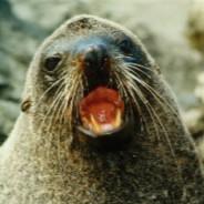 Zukantar's Stream profile image