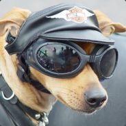 ShellShock's Stream profile image