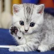 ✿ snack cat ✿'s - Steam avatar