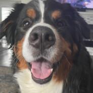 DMastrops's Stream profile image