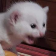 INSID's Stream profile image