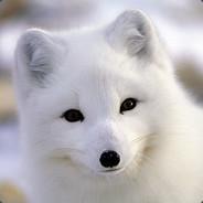 ThatOneArcticFox's - Steam avatar