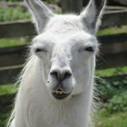 Gage's Stream profile image