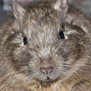kingyo's Stream profile image