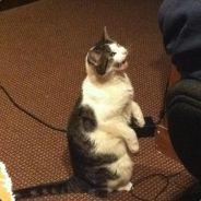 Big_Bob's - Steam avatar