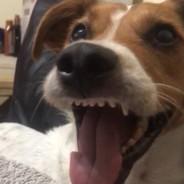 Cokah's Stream profile image