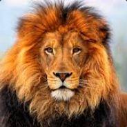 Somal's Stream profile image