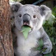 KrazyKoala's Stream profile image