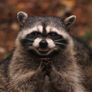 Space Racoon's Stream profile image
