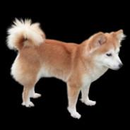 YanShiba's Stream profile image
