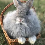 Bunnies are cute's Stream profile image