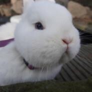 DFZ1OO's Stream profile image