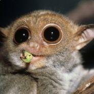 Francis Sikou's Stream profile image